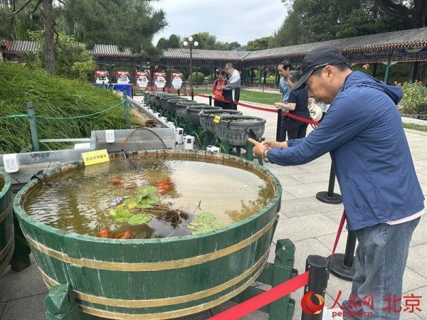 衡牛所 中山公园金鱼文化展开幕 展出70余个品种、800余尾精品金鱼